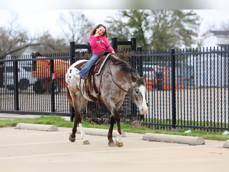 Appaloosa Castrone 13 Anni 155 cm Sauro scuro in Forney