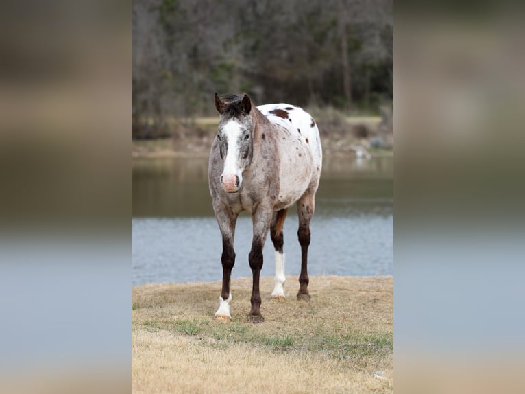 Appaloosa Castrone 13 Anni 155 cm Sauro scuro in Forney