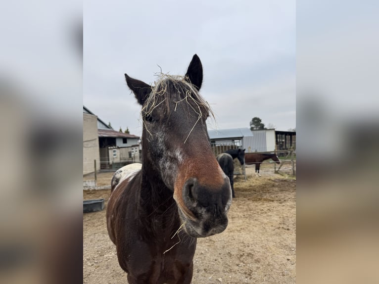 Appaloosa Mix Castrone 13 Anni 160 cm Baio in Birlenbach