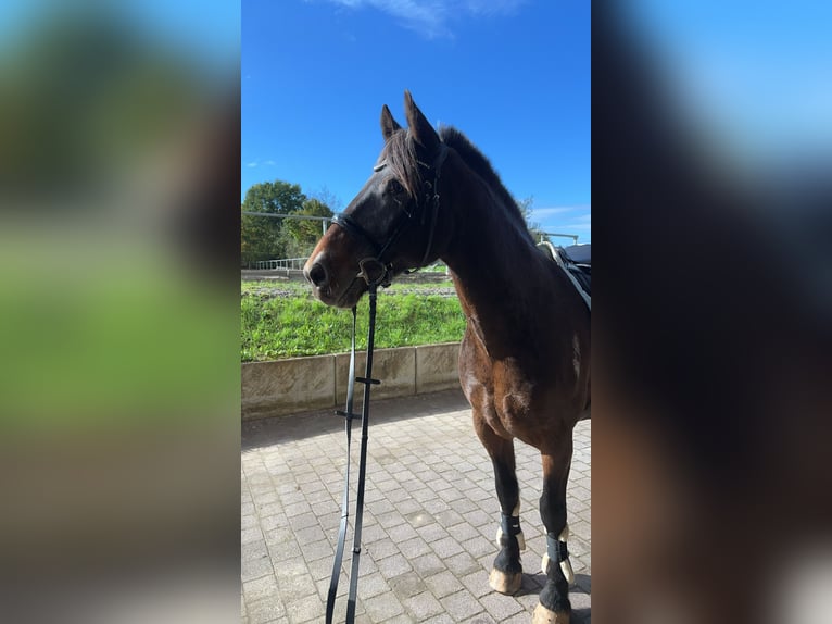 Appaloosa Mix Castrone 13 Anni 160 cm Baio in Birlenbach