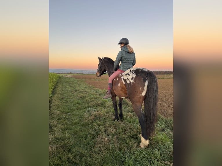 Appaloosa Mix Castrone 13 Anni 160 cm Baio in Birlenbach