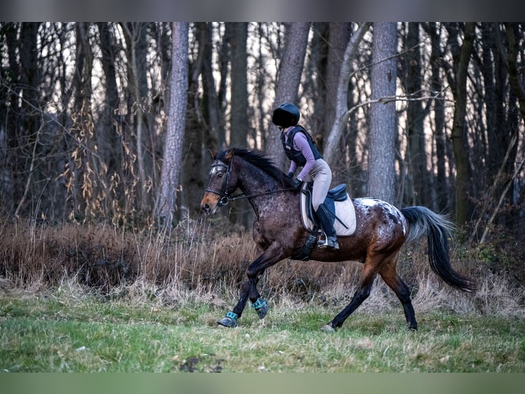 Appaloosa Mix Castrone 13 Anni 160 cm Leopard in Kronberg im Taunus
