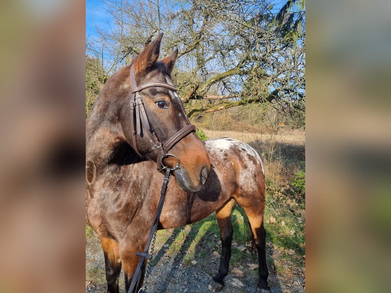Appaloosa Mix Castrone 13 Anni 160 cm Leopard in Kronberg im Taunus