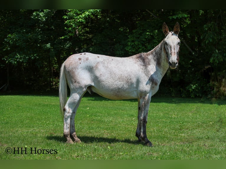 Appaloosa Castrone 13 Anni 160 cm Sauro scuro in Flemingsburg Ky