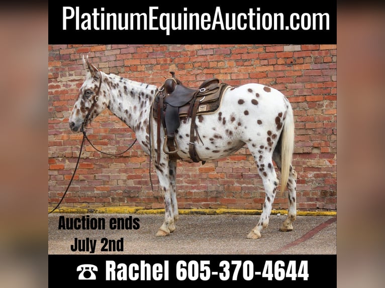 Appaloosa Castrone 13 Anni Sauro scuro in Rusk TX