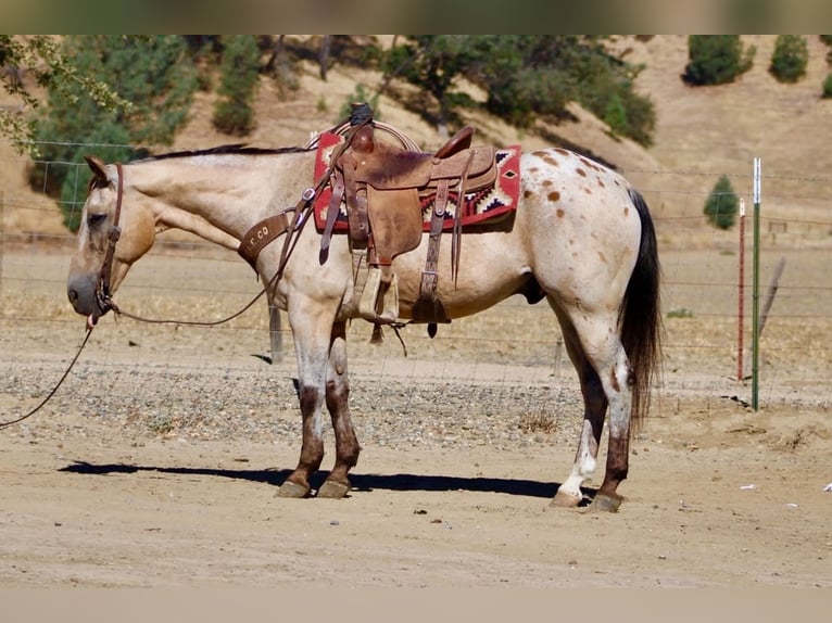 Appaloosa Castrone 14 Anni 135 cm Pelle di daino in Tres Pinos