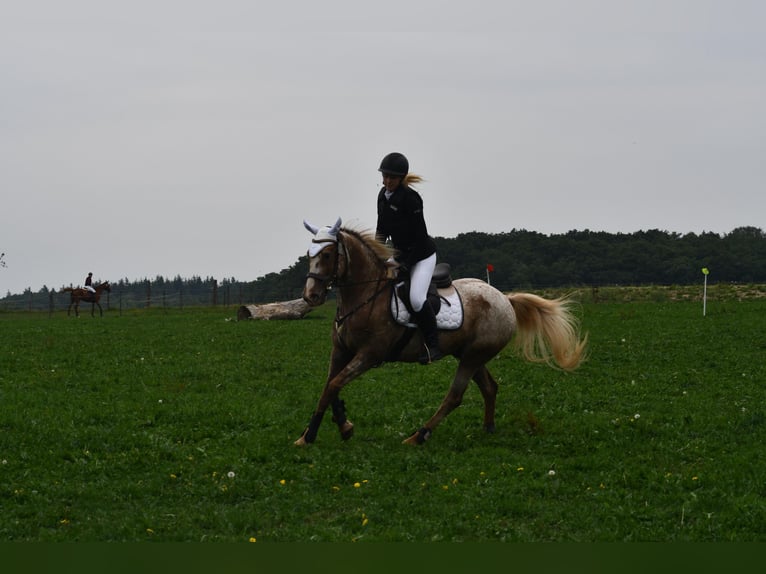Appaloosa Castrone 14 Anni 143 cm in Euskirchen