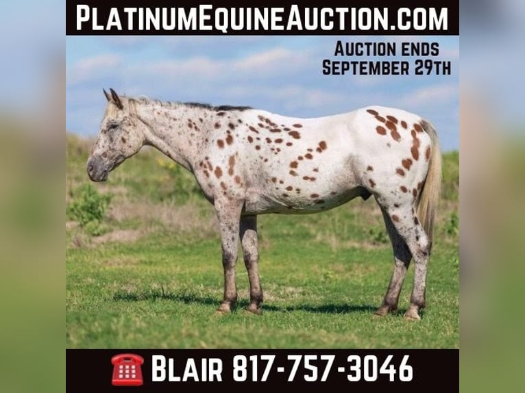 Appaloosa Castrone 14 Anni 145 cm Baio ciliegia in Weatherford TX