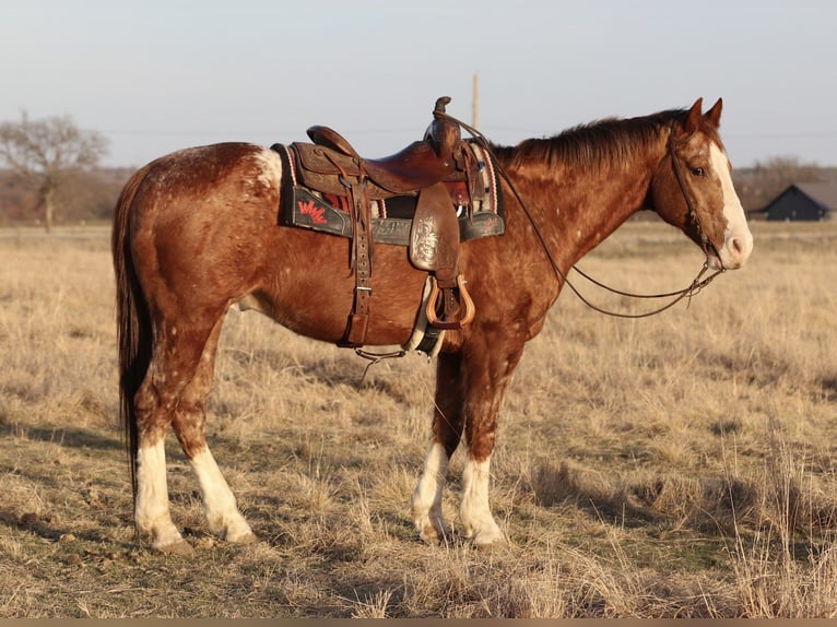 Appaloosa Castrone 14 Anni 150 cm Sauro ciliegia in Mineral Wells