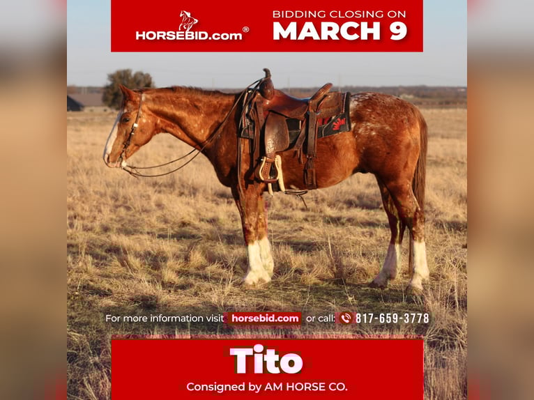 Appaloosa Castrone 14 Anni 150 cm Sauro ciliegia in Mineral Wells