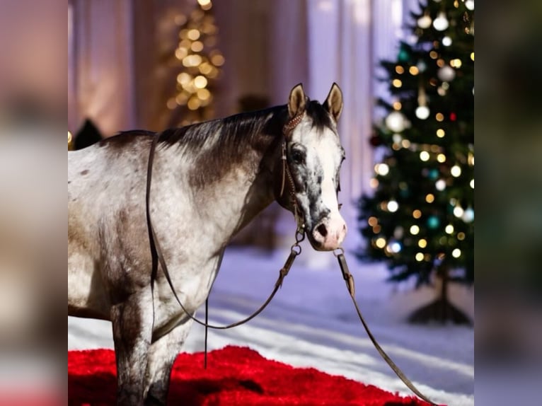 Appaloosa Castrone 14 Anni 152 cm Baio ciliegia in Paicines CA