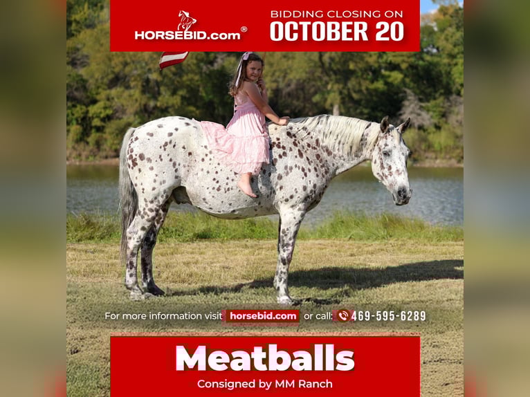 Appaloosa Castrone 14 Anni 152 cm in Forney