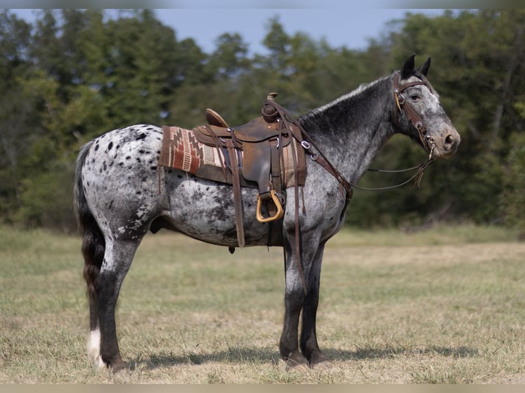 Appaloosa Castrone 14 Anni 152 cm Roano blu in Marble Hill