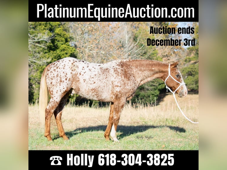 Appaloosa Castrone 14 Anni 152 cm Roano rosso in Greenville KY