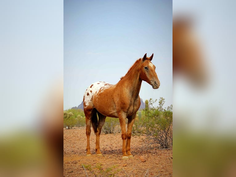 Appaloosa Castrone 14 Anni 152 cm Sauro scuro in Marana AZ