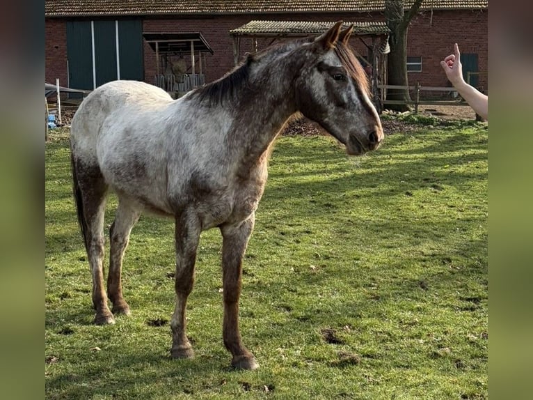 Appaloosa Castrone 14 Anni 158 cm  in Reken