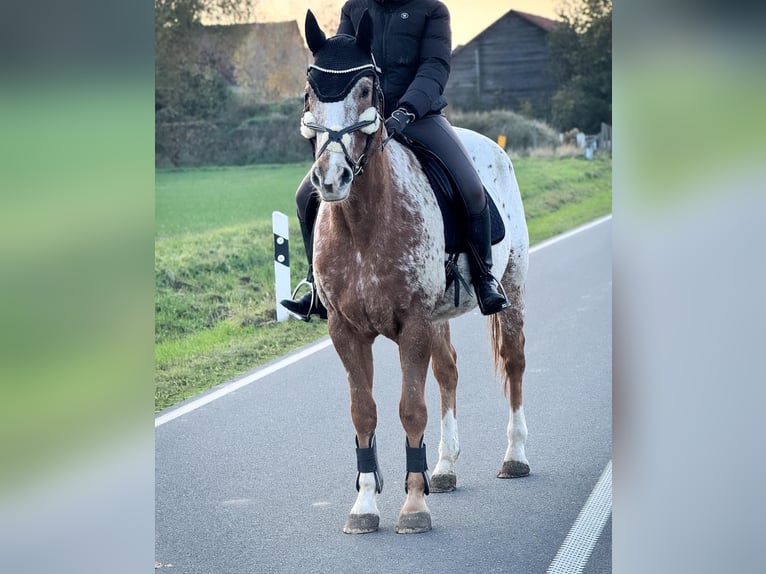 Appaloosa Castrone 14 Anni 159 cm Leopard in W&#xFC;lperode