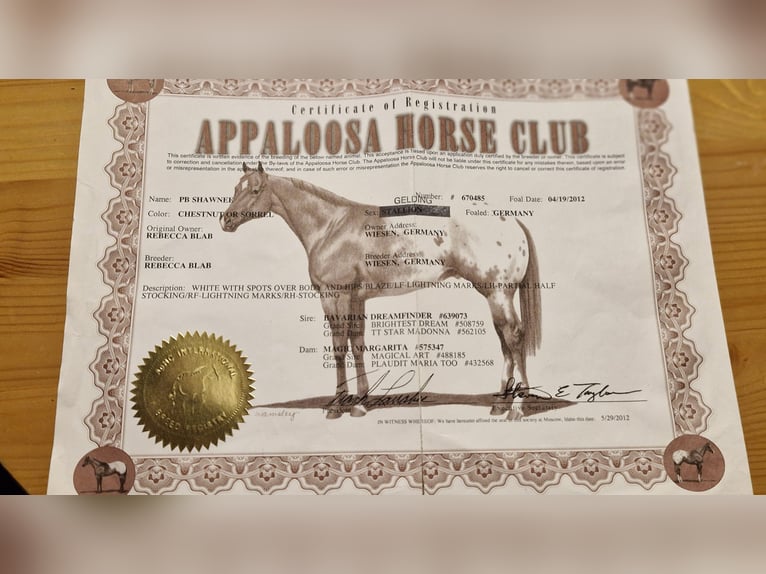 Appaloosa Castrone 14 Anni 161 cm  in Waldbreitbach