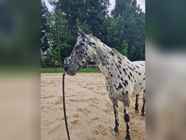 Appaloosa Castrone 14 Anni 163 cm Leopard in Limbach
