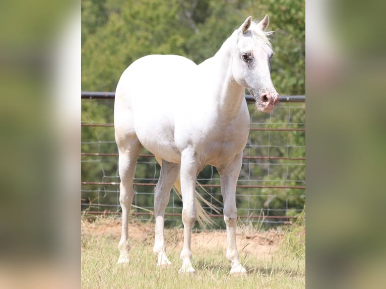 Appaloosa Castrone 15 Anni 142 cm Bianco in Canton TX