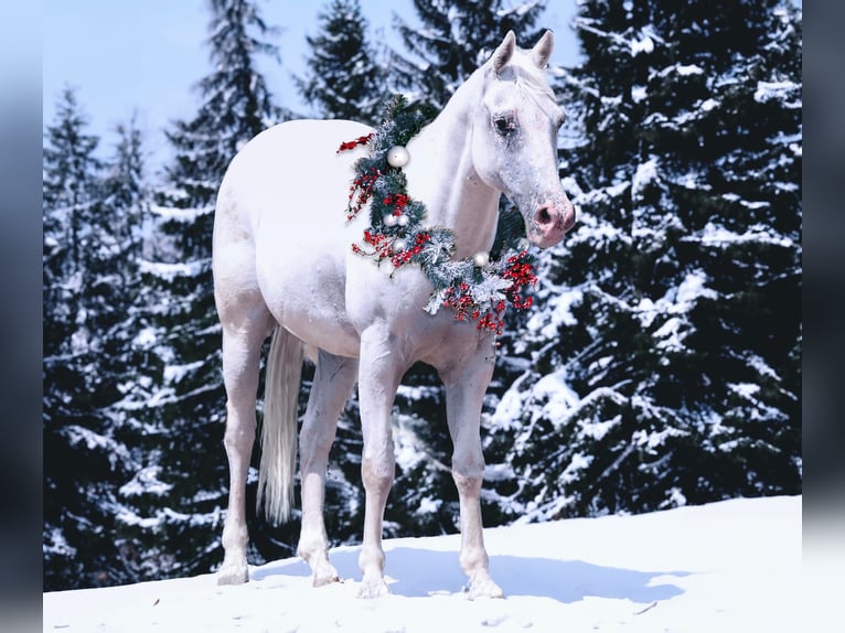 Appaloosa Castrone 15 Anni 142 cm Bianco in Canton TX