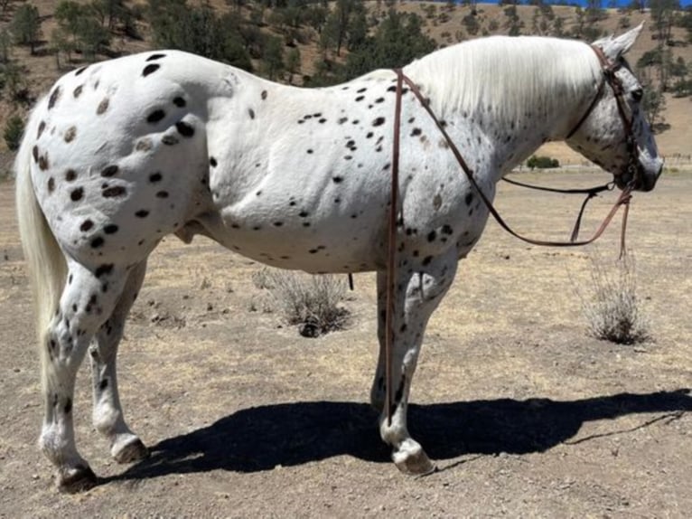 Appaloosa Castrone 15 Anni 142 cm Sauro ciliegia in Bitterwater CA