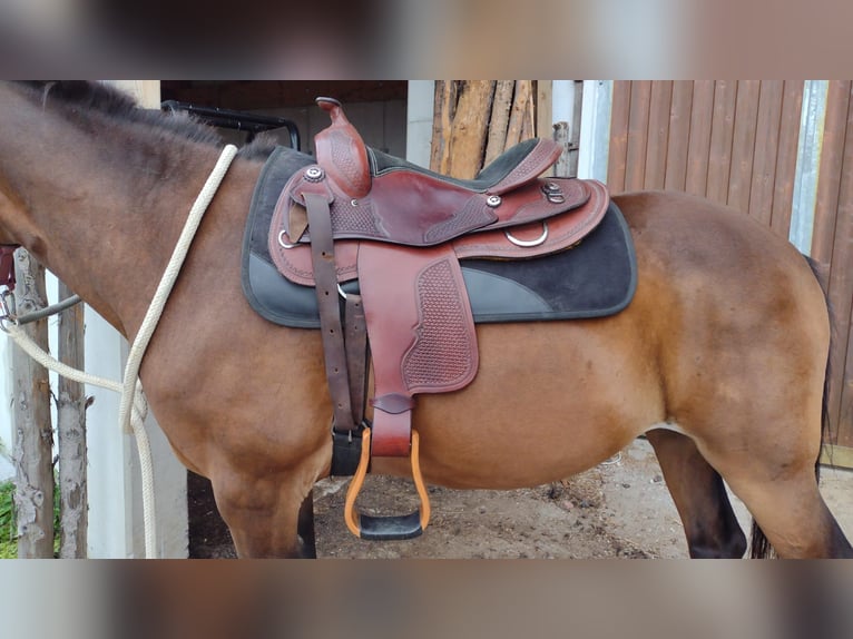 Appaloosa Mix Castrone 15 Anni 150 cm Baio in Assling