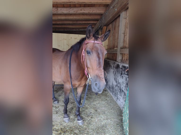 Appaloosa Mix Castrone 15 Anni 150 cm Baio in Assling