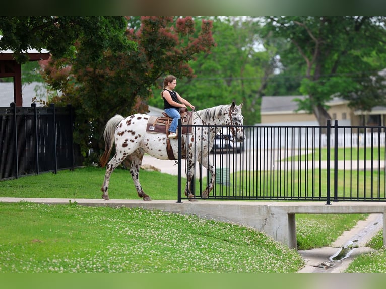 Appaloosa Castrone 15 Anni 152 cm Leopard in Forney