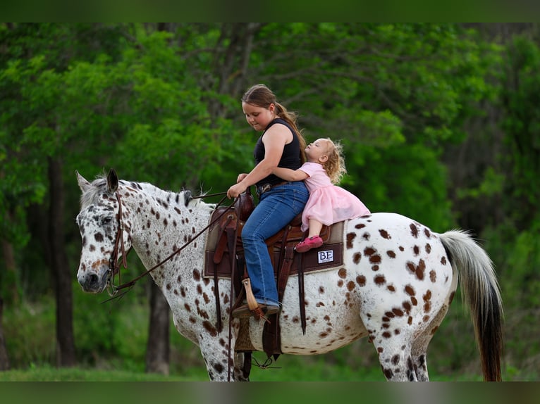 Appaloosa Castrone 15 Anni 152 cm Leopard in Forney