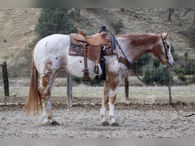 Appaloosa Castrone 15 Anni 152 cm Roano rosso in Paicines CA