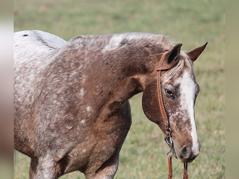 Appaloosa Castrone 15 Anni 152 cm Roano rosso in Whitley City KY