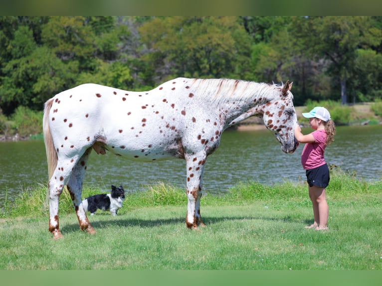 Appaloosa Castrone 15 Anni 152 cm Sauro scuro in Forney