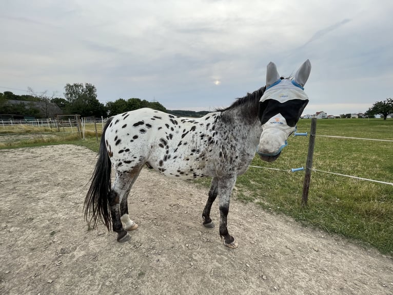 Appaloosa Castrone 15 Anni 155 cm Leopard in Hattersheim