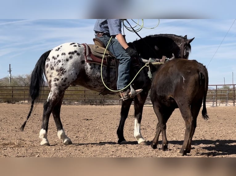 Appaloosa Castrone 15 Anni 155 cm in Marana, AZ