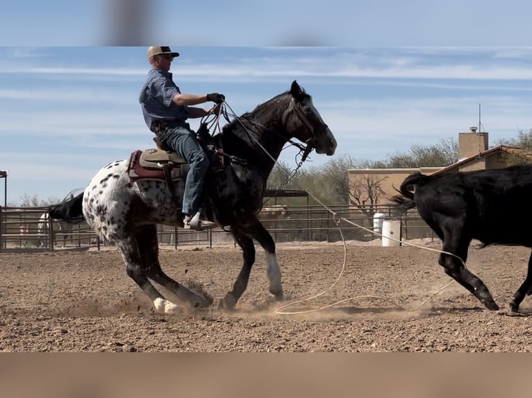 Appaloosa Castrone 15 Anni 155 cm in Marana, AZ