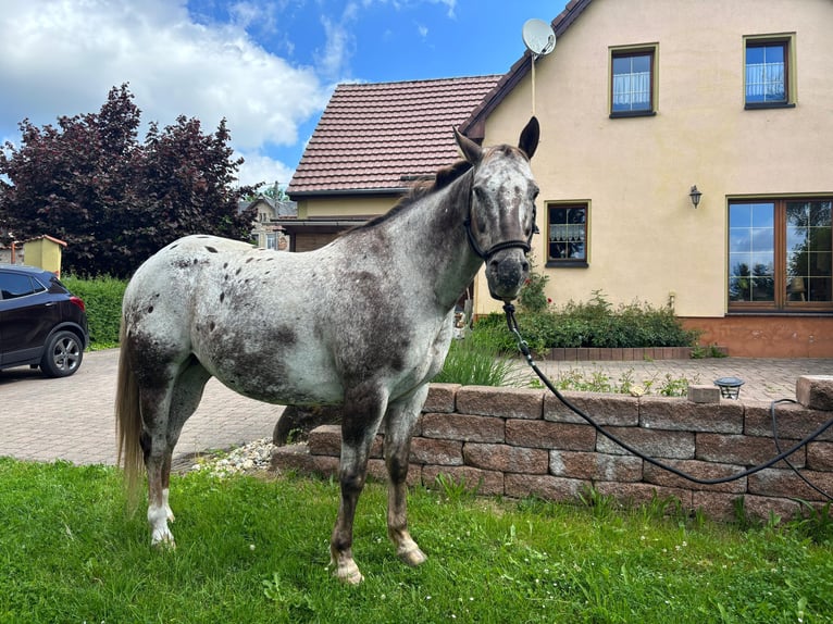 Appaloosa Castrone 15 Anni 155 cm Sauro scuro in Leutersdorf