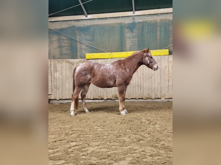 Appaloosa Castrone 15 Anni 158 cm Sauro in Mülheim an der Ruhr