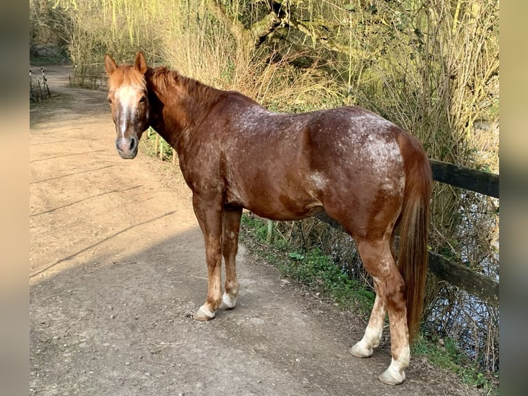 Appaloosa Castrone 15 Anni 158 cm Sauro in Mülheim an der Ruhr