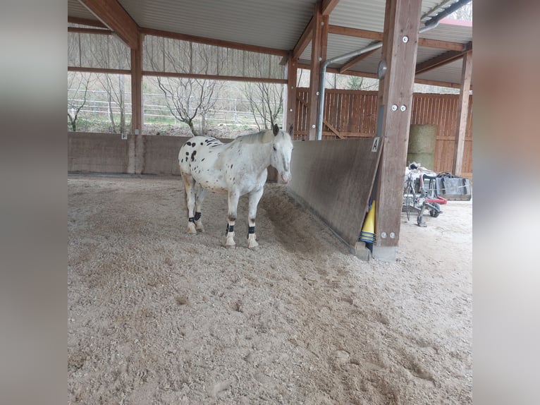 Appaloosa Castrone 15 Anni 163 cm Leopard in Nastätten