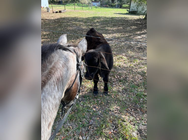 Appaloosa Castrone 15 Anni Sauro ciliegia in Webster FL