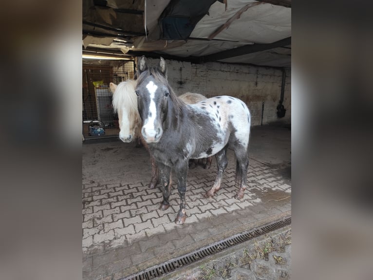 Appaloosa Castrone 16 Anni 143 cm in Eppelborn