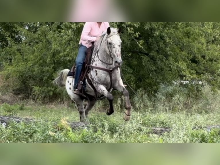 Appaloosa Castrone 16 Anni 145 cm Baio ciliegia in Weatherford TX