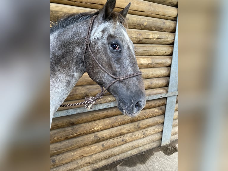 Appaloosa Castrone 16 Anni 150 cm in Naumburg