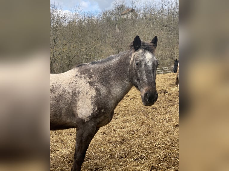 Appaloosa Castrone 16 Anni 150 cm in Naumburg