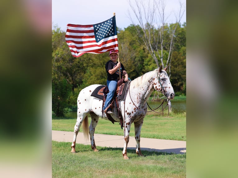 Appaloosa Castrone 16 Anni 152 cm Sauro scuro in Forney