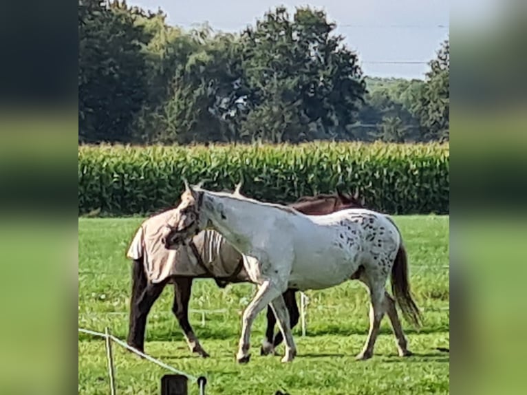 Appaloosa Mix Castrone 16 Anni 153 cm Leopard in De Heurne