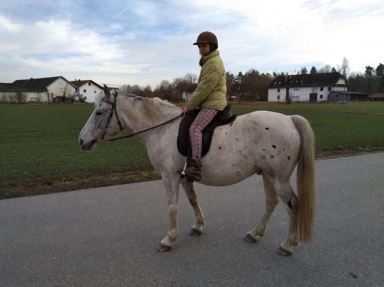 Appaloosa Mix Castrone 16 Anni 154 cm Leopard in PollingPolling