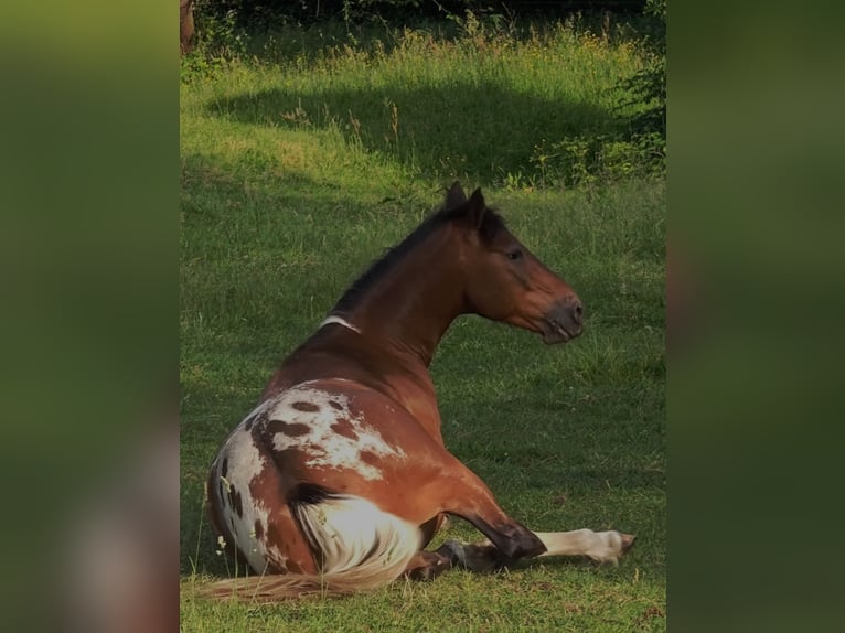 Appaloosa Mix Castrone 16 Anni 155 cm  in Oberhausen