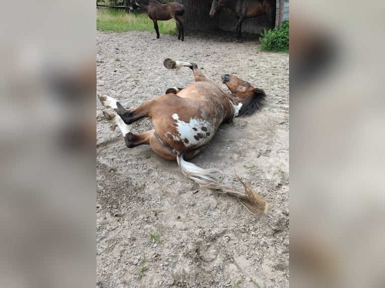 Appaloosa Mix Castrone 16 Anni 155 cm  in Oberhausen
